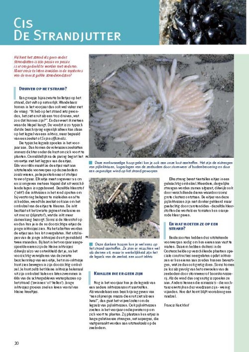Cis de strandjutter: legsels van inktvissen