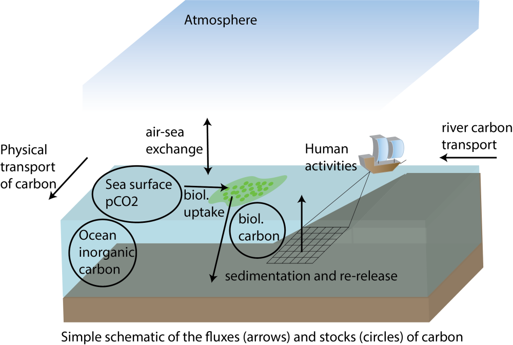 Eenvoudig schematisch overzicht van de fluxen en stocks van koolstof