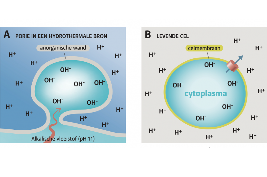 Een porie van een alkalische hydrothermale bron en een cel van een organisme dat CO2 gebruikt als bron van koolstof hebben een vergelijkbare vorm en eigenschappen.