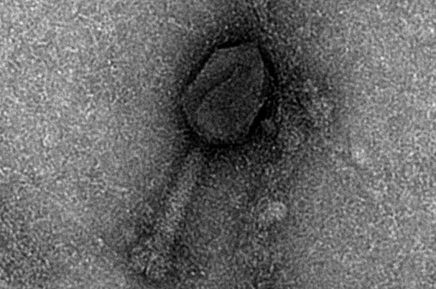 Een myovirus uit zee