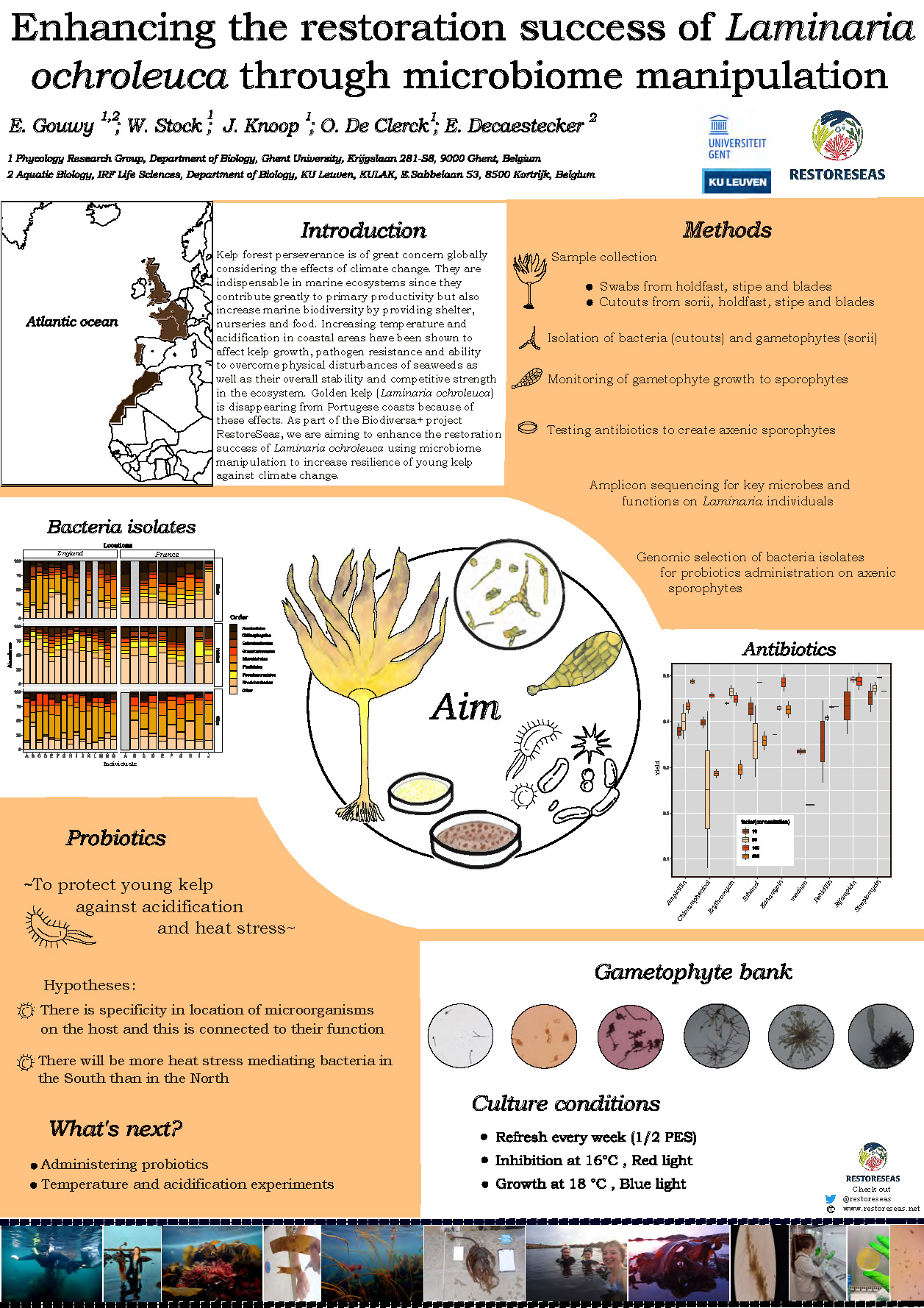 Enhancing The Restoration Success Of Laminaria Ochroleuca Through