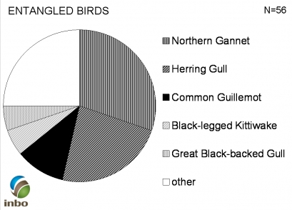 entangled_birds