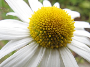 Marguerite