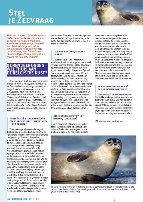 Stel je zeevraag: Horen zeehonden wel thuis aan de Belgische kust?
