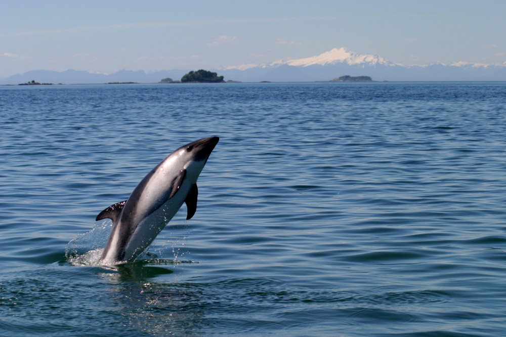 springende dolfijn