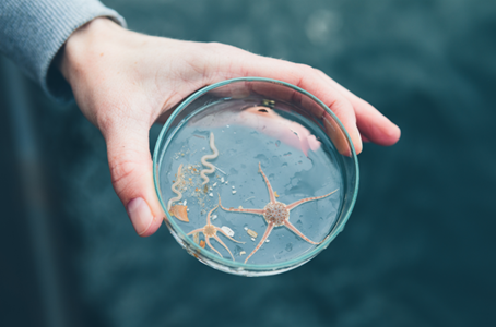 pertiplaat met brokkelster