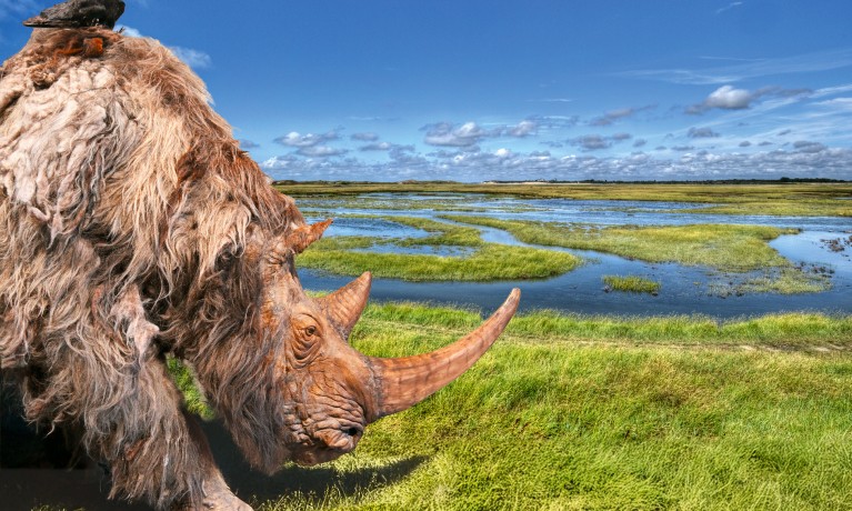 Poster van de expo Doggerland die loopt in Zwin Natuur Park. Wolharige neushoren voor het paleolandschap van een kustvlakte. 