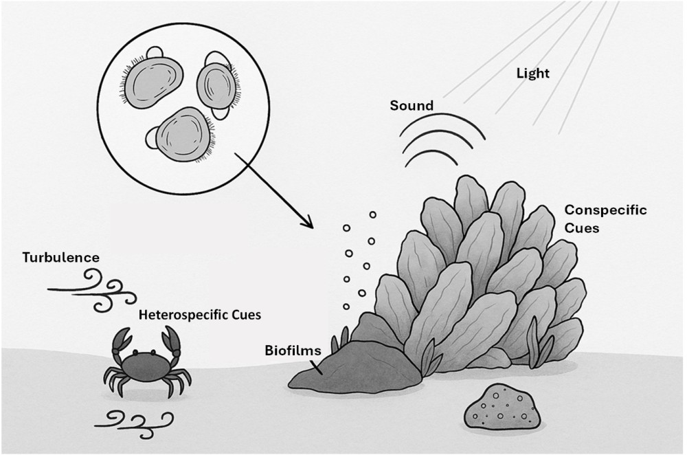 cues for oyster larve to settle and metamorphis