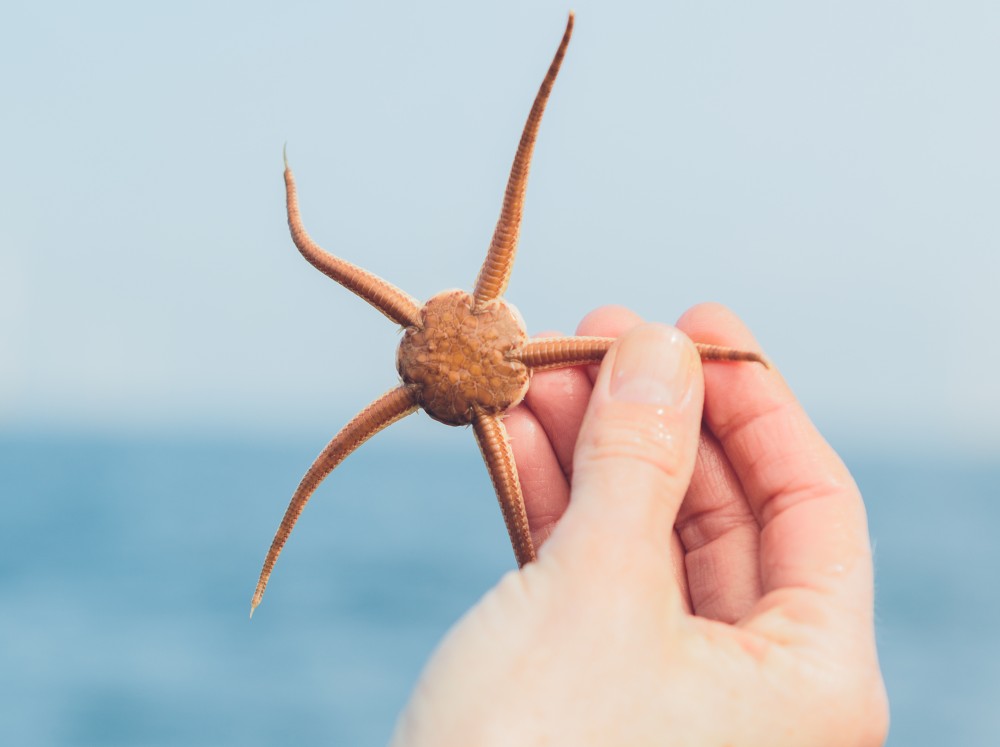 BIN tellingen - VLIZ | Nick Decombel Fotografie
