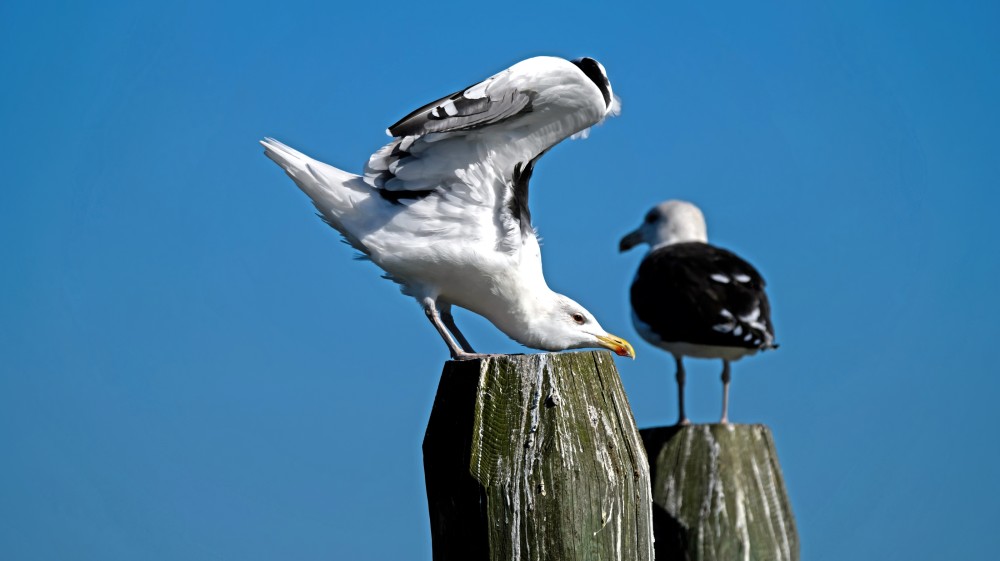 Grote mantelmeeuwen op een paal