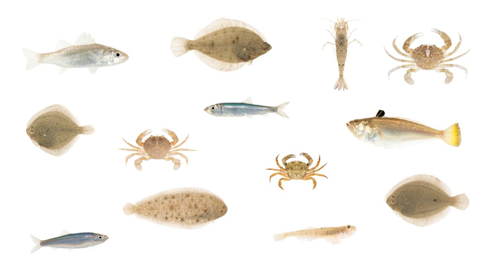 collage surfzonefauna