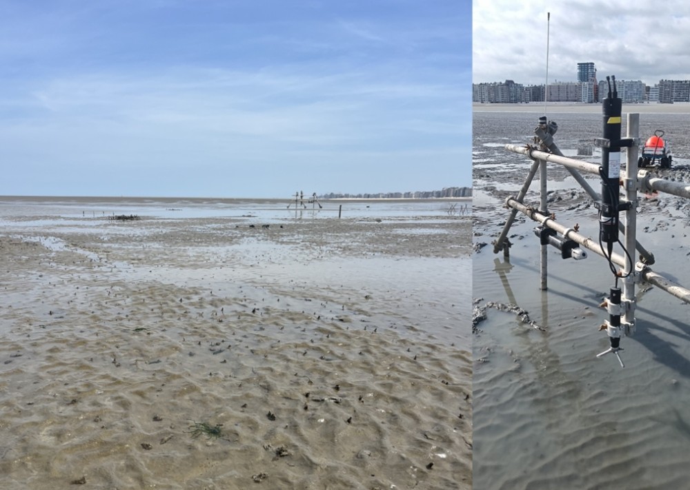 Links: Experimentele opstelling in de Baai van Heist Bay of Heist met vooraan in beeld de kokers van schelpkokerwormen. VLIZ | Ine Moulaert. Links: Detail van de opstelling met gemonteerde sensors. VLIZ | Leandro Ponsoni. 