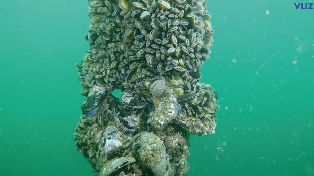 Mosselen op een koord