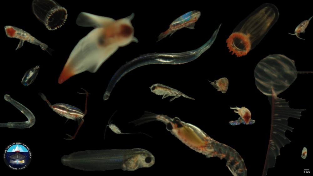 Collage van de diversiteit aan plankton (West-Groenland) verzameld met de Video Plankton Recorder.