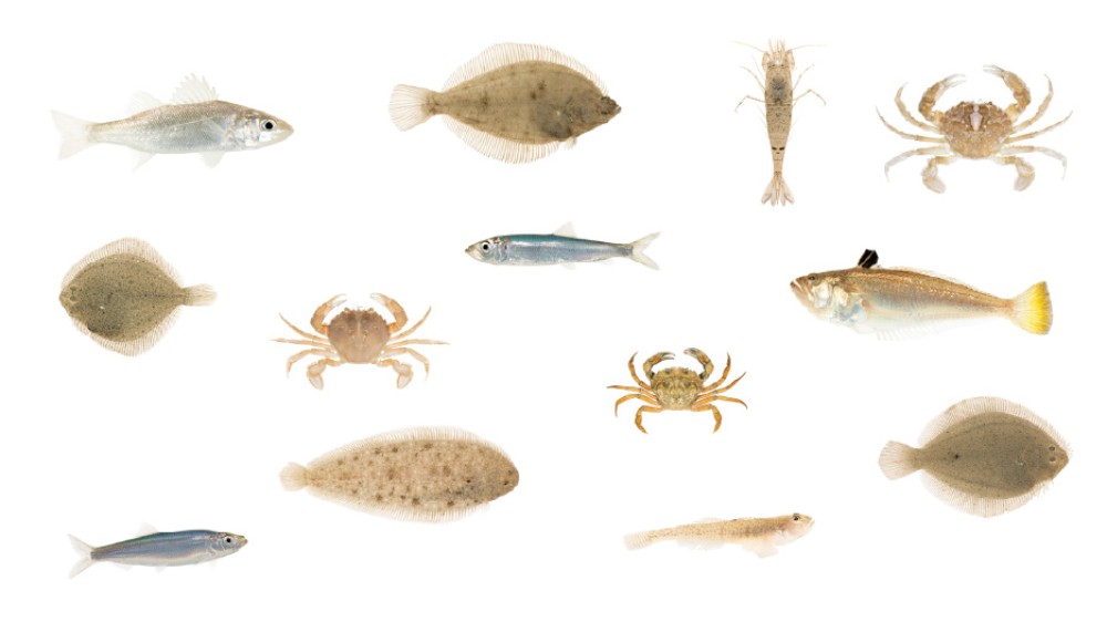 collage surfzonefauna