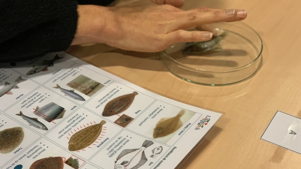 Burgerwetenschappers SeaWatch-B krijgen opleiding voor het herkennen van kleine vissen 