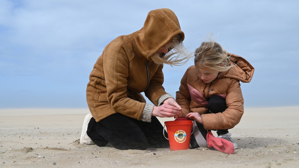 Resultaten Grote Schelpenteldag 2023: halfgeknotte strandschelp en kokkel houden stand