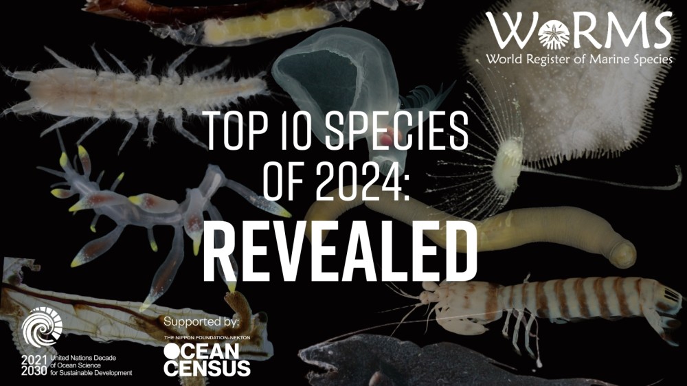 Verborgen wonderen: de 10 meest opmerkelijke nieuwe zeedieren ontdekt in 2024