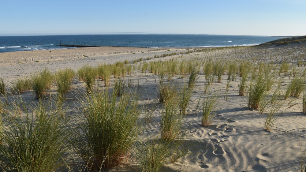 Duin vóór dijk: hoe natuur en techniek samen de kust beschermen