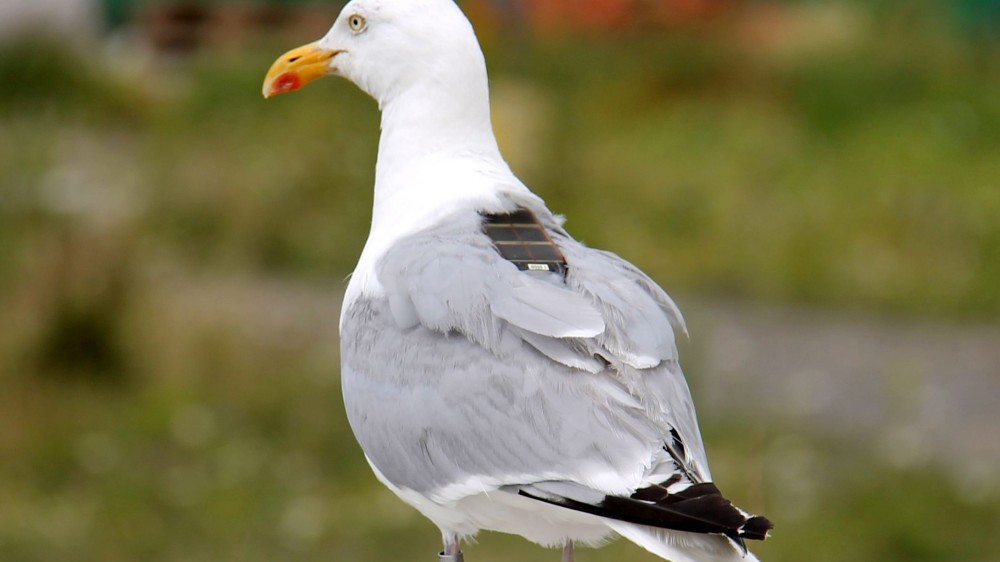 Gulls turn out to have each an own character and personal preference