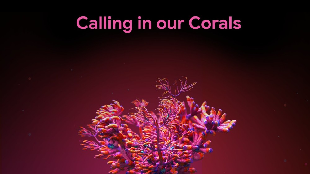 Calling in our Corals: help mee onderwatergeluiden te herkennen