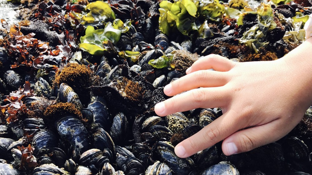 Nieuwe oproep internationale Prijs Dr. Edouard Delcroix: menselijke gezondheid & de oceaan