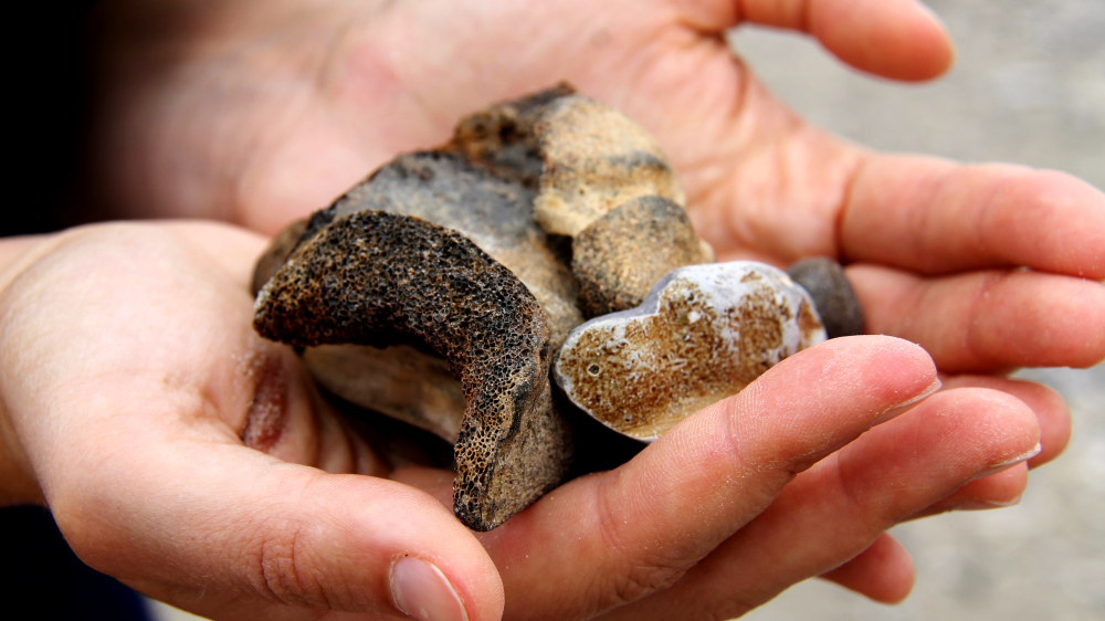 Iedereen (zee)wetenschapper: meld merkwaardige strandvondsten