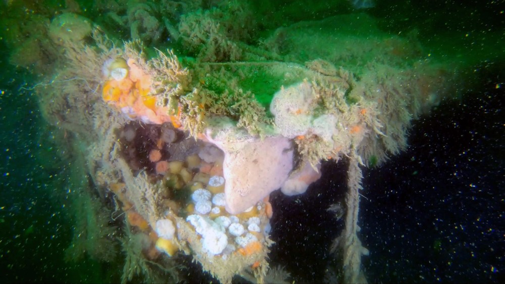 WWII shipwreck has leaked many pollutants into the sea, changing the ocean floor around it