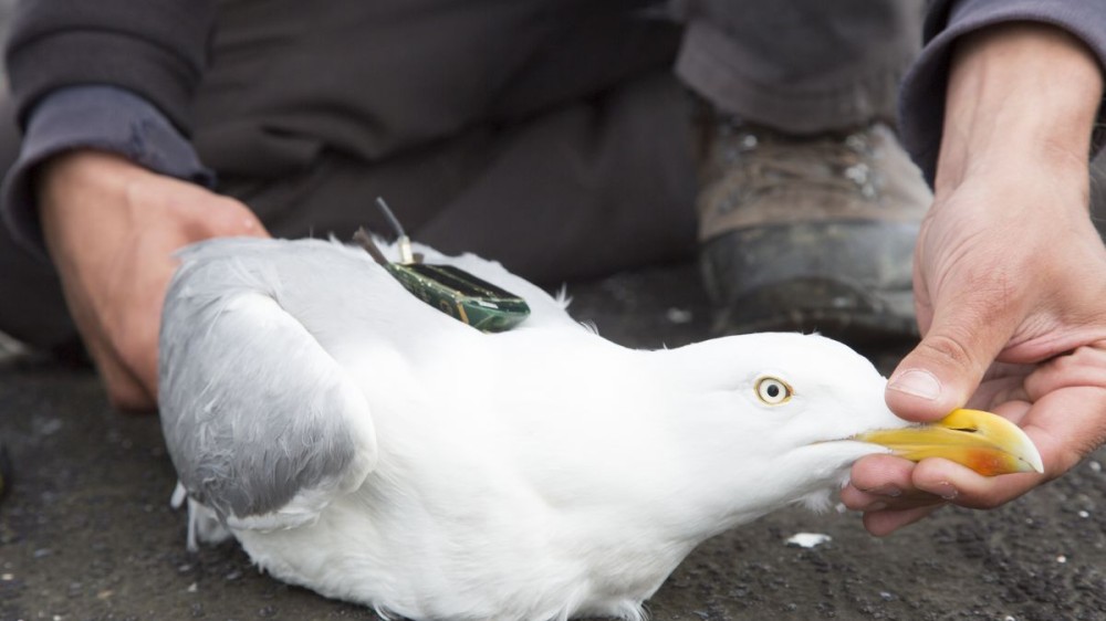 High-tech LifeWatch observatory unravels marine life in North Sea