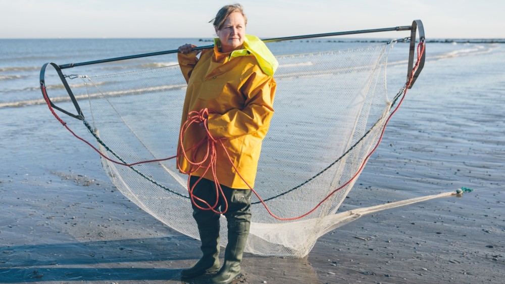 Burgerwetenschappers bevestigen klimaatwijziging Noordzee: meer giftige pieterman, minder garnaal