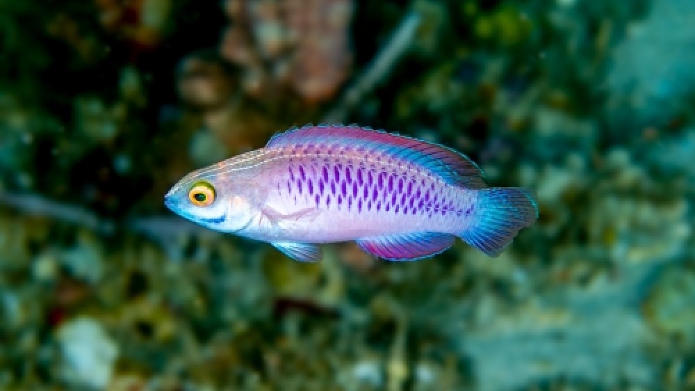 The ten most remarkable new marine species from 2019