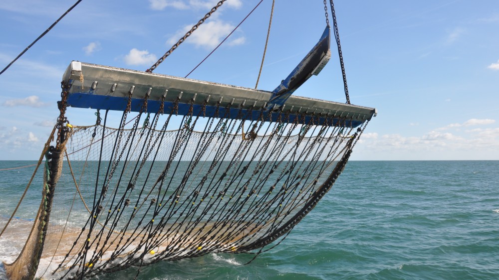 Pulsvisserij in de Zuidelijke Noordzee: historische context en huidige regelgeving