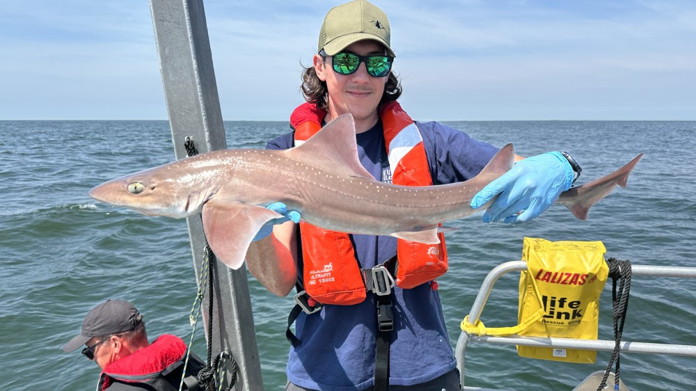 VLIZ en ILVO zenderen haaien in de Noordzee om ze beter te beschermen