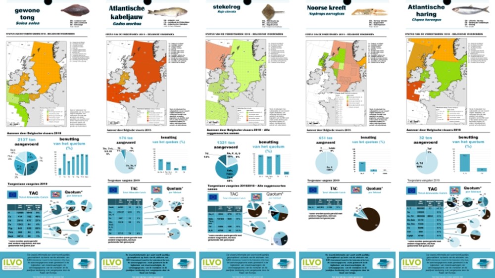 2019-update infografieken over de status van door Belgen benutte visbestanden