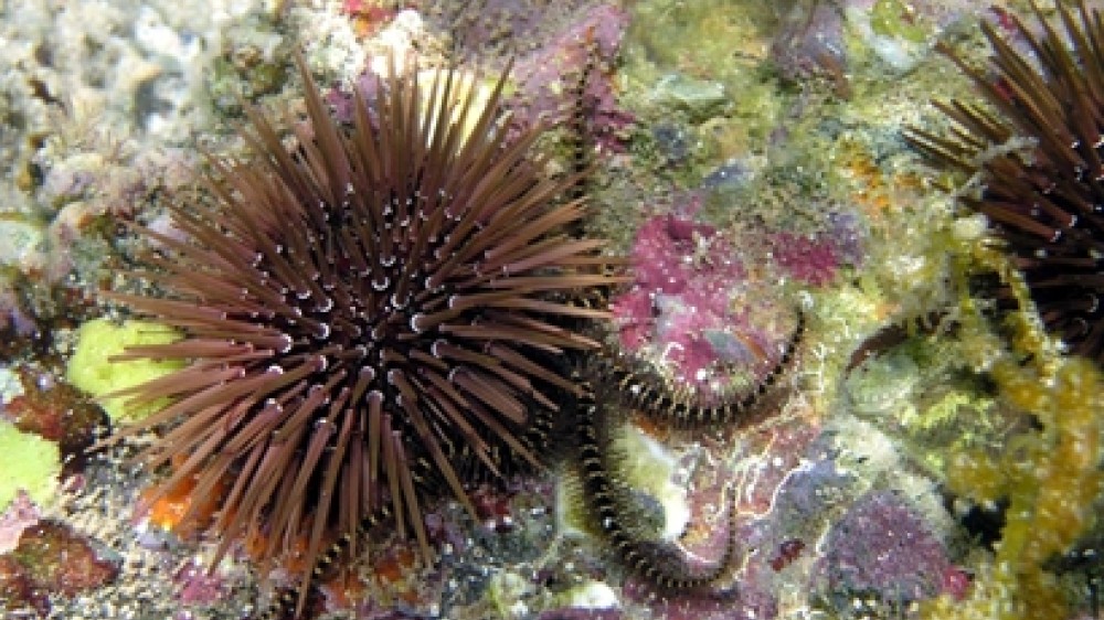 How to inventory the names of all species on Earth