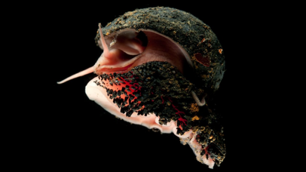WoRMS en Ocean Census gaan samenwerking aan
