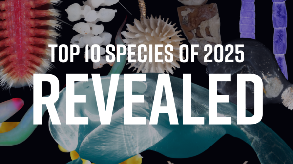 Top-10 new species 2025