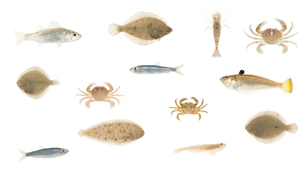 collage surfzonefauna