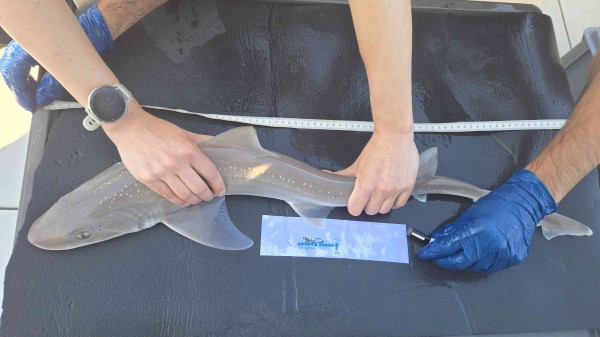 Adopt a Shark gevlekte gladde haai