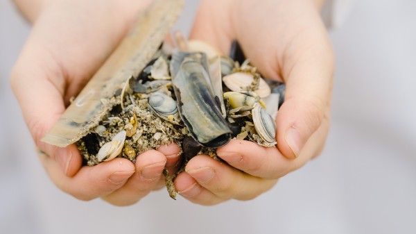 handen vol schelpen