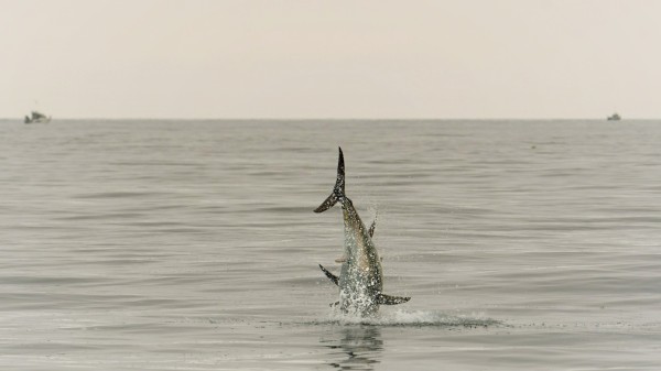 Trekroutes van vis en andere zeedieren in Europese zeeën beter opvolgen met STRAITS