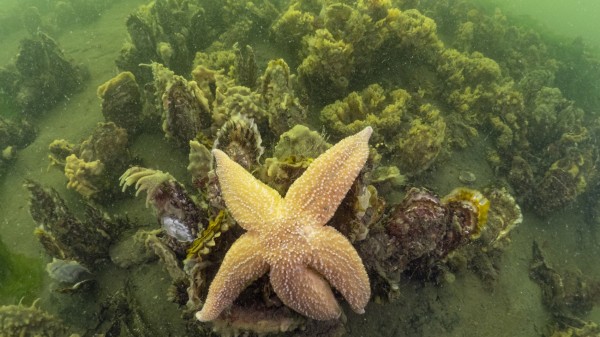 De slimme keuzes van oesterlarven: overleven in een drukke onderwaterwereld