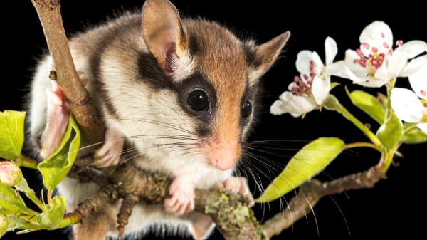 Grote Rede 57 over de eikelmuis aan de kust, de toestand van onze visbestanden en de Oostendse Compagnie