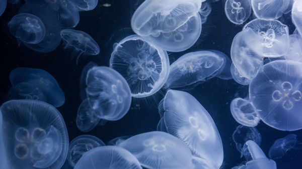 Kwallen aan zee, wat moeten we ermee?