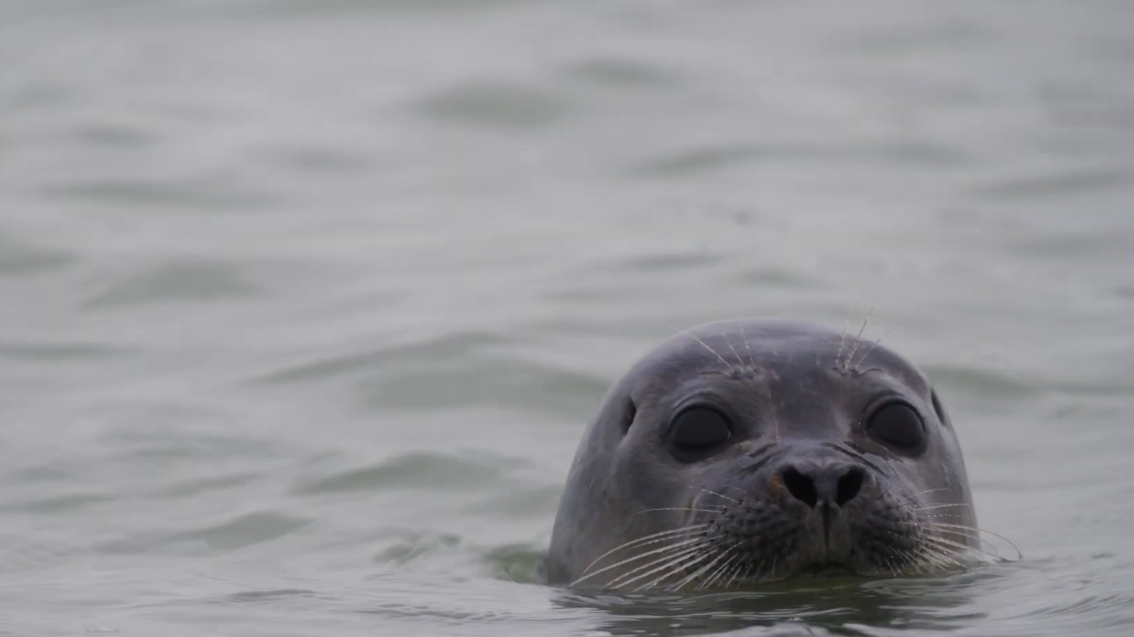 still kortfilm Ontdek de Noordzee