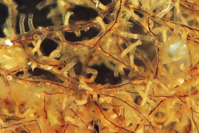 Chaetoderma shenloong