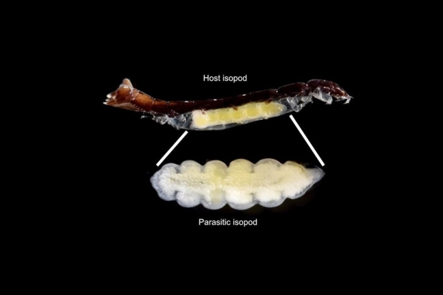 Chaetoderma shenloong