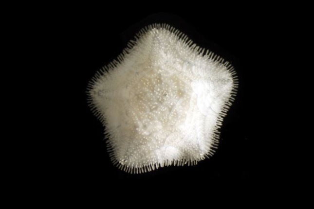 Chaetoderma shenloong