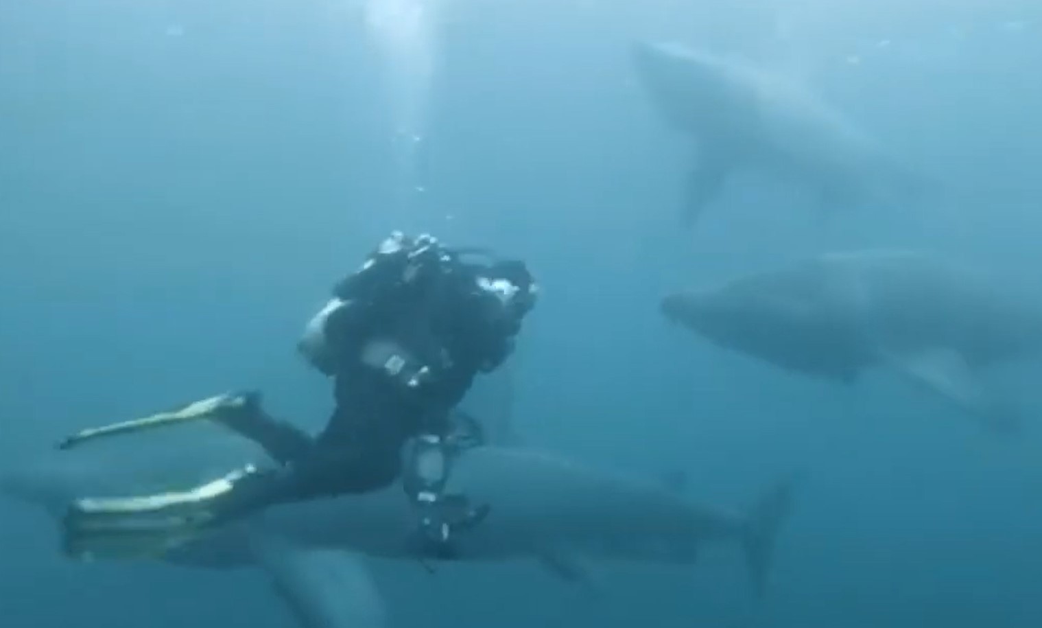 screenshot video Watch These Divers Swim With Basking Sharks
