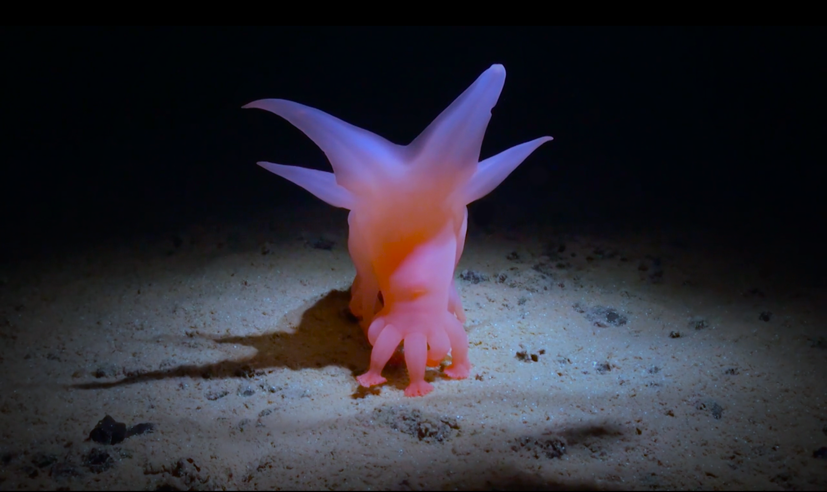 screenshot docu How deep is your love